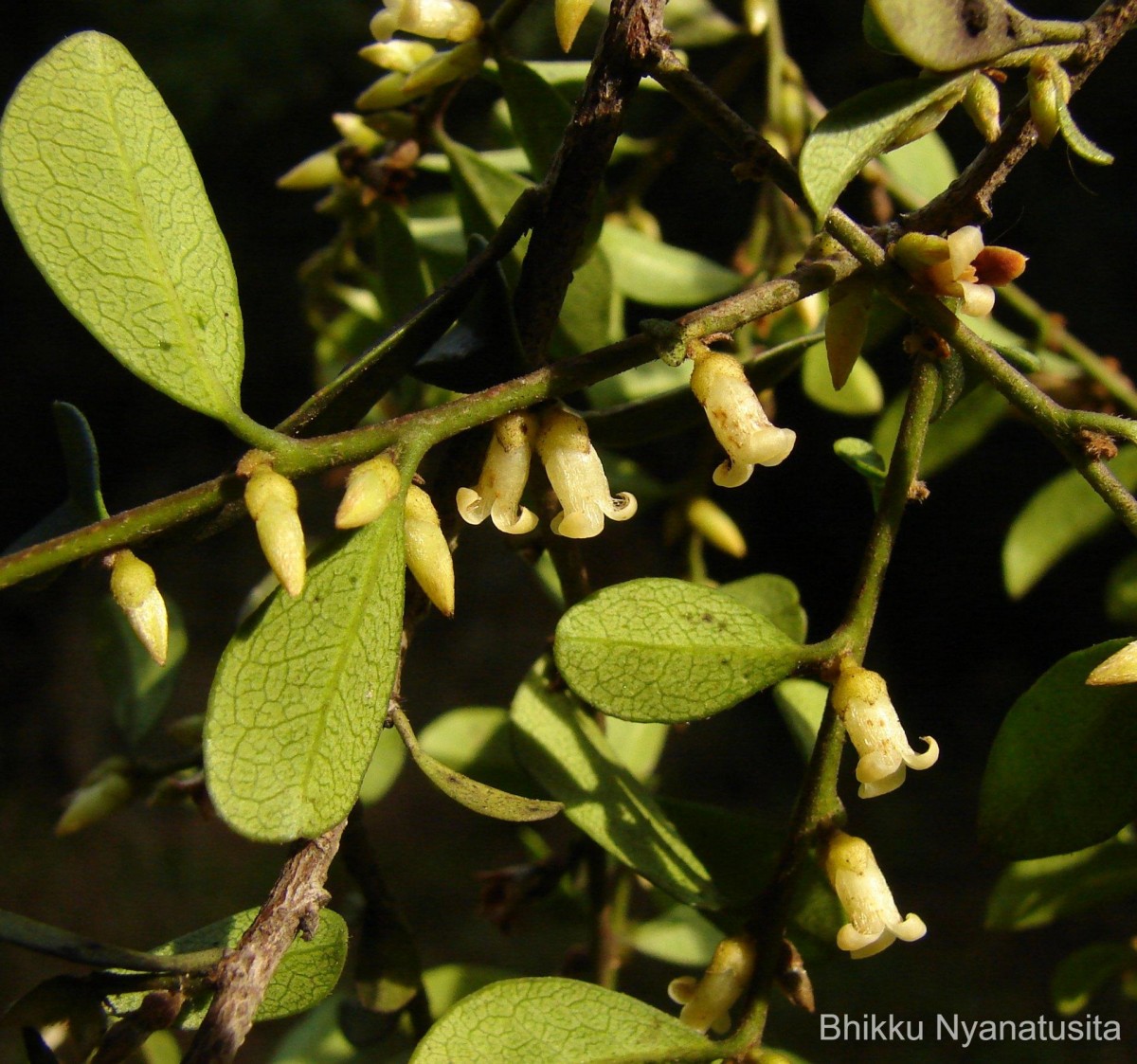 Diospyros ferrea (Willd.) Bakh.